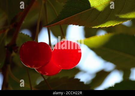 Reife Sauerkirschen (Prunus cerasus) Schön beleuchtet von Sonnenschein im norwegischen Sommer Stockfoto