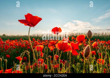 Blumen Rote Mohnblumen blühen auf wildem Feld. Schöne rote Mohnblumen mit selektivem Fokus. Rote Mohnblumen in sanftem Licht. Stockfoto