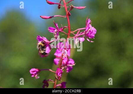 Nahaufnahme einer Weißschwanzhummel, die im späten norwegischen Sommer in Selbustrand, Norwegen, rosa Feuerwebeblüten bestäubt Stockfoto