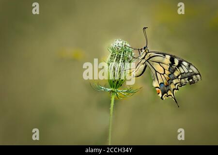 Nahaufnahme isolierten Papilio machaon, auch als Queen-Page-Schmetterling sitzt auf einer wilden Karottenblume (Daucus carota) mit einem Bokeh Hintergrund Stockfoto