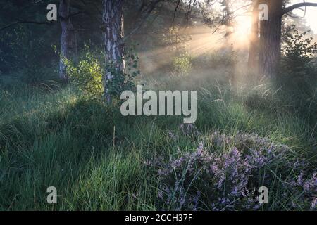 Nebel und Sonnenstrahlen im Sommerwald mit Heideblumen Stockfoto