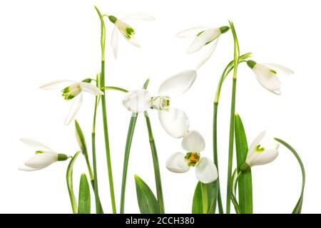 Eine Collage aus weißen Schneeglöckchen (Galanthus) Blumen isoliert auf einem Weißer Hintergrund Stockfoto