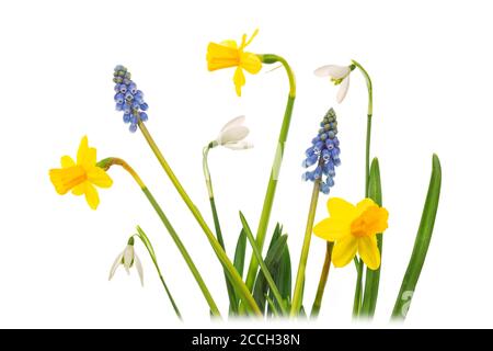 Eine Collage aus weißen Schneeglöckchen (Galanthus), armenischer Traubenhyazinthe oder Muscari armeniacum und Narzissenblüten isoliert auf weißem Hintergrund Stockfoto