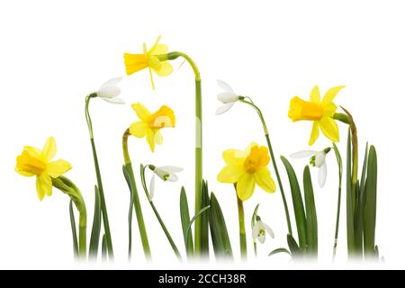 Eine Collage aus weißen Schneeglöckchen (Galanthus) und Narzissen-Blüten isoliert Auf weißem Hintergrund Stockfoto