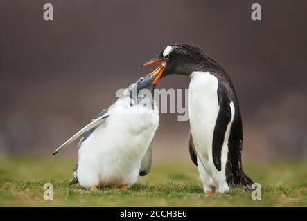 Nahaufnahme eines Gentoo-Pinguins, der ein Häutscherküken mit nachgeschütteltem Futter füttert, Falkland-Inseln. Stockfoto