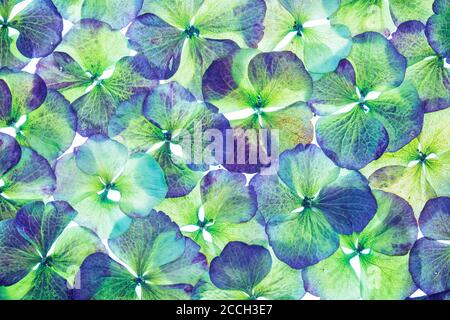 Collage aus Bigleaf Hydrangea, Common Hydrangea, Florist Hydrangea, Hydrangea (Hydrangea macrophylla) mit weißem Hintergrund Stockfoto