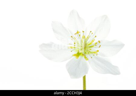 Eine weiß blühende schwarze Hellebore, Weihnachtsrose, Weihnachtsrose (Helleborus niger) Blume isoliert auf weißem Hintergrund Stockfoto