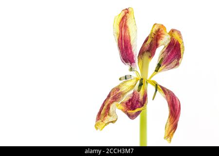 Eine gelbe und rot blühende Tulpe isoliert auf einem weißen Hintergrund Stockfoto