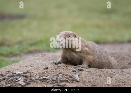 Ein Gopher schaut schreckt aus seiner Höhle Stockfoto