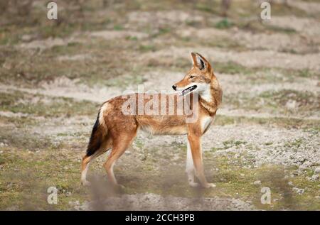 Nahaufnahme eines seltenen und gefährdeten äthiopischen Wolfes (Canis simensis) in den Bale Bergen, Äthiopien. Stockfoto