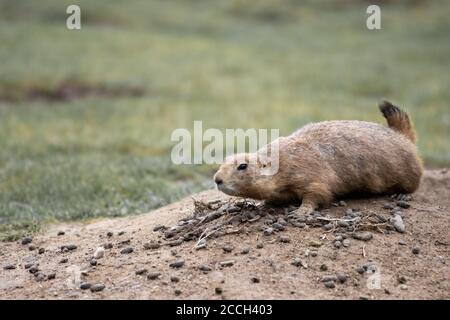 Ein Gopher schaut schreckt aus seiner Höhle Stockfoto