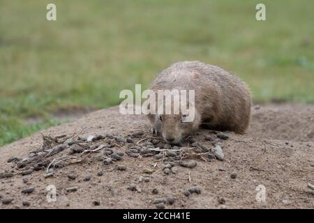 Ein Gopher schaut schreckt aus seiner Höhle Stockfoto