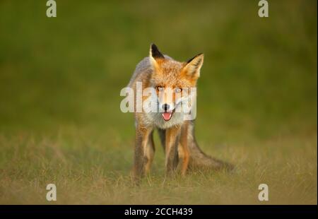 Nahaufnahme eines verspielten Rotfuchses (Vulpes vulpes), der auf Gras steht. Stockfoto