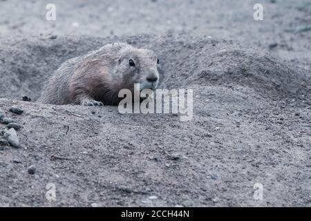 Ein Gopher schaut schreckt aus seiner Höhle Stockfoto