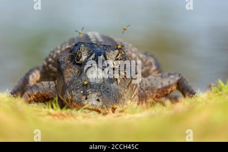 Porträt eines Yacare caiman (Caiman yacare) auf einem Flussufer, Süd-Pantanal, Brasilien. Stockfoto