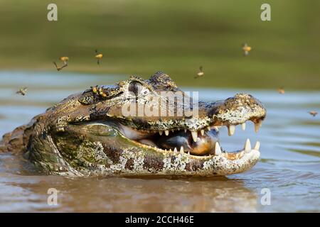 Nahaufnahme eines Yacare caiman (Caiman yacare), der Piranha in einem Fluss isst, South Pantanal, Brasilien. Stockfoto