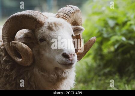 Eine Nahaufnahme eines Widders mit einem kraftvollen Horn Stockfoto