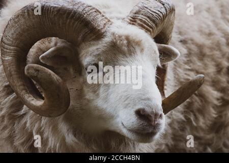 Eine Nahaufnahme eines Widders mit einem kraftvollen Horn Stockfoto