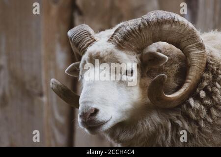 Eine Nahaufnahme eines Widders mit einem kraftvollen Horn Stockfoto