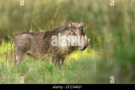 Nahaufnahme eines Warzenschweins, der im Gras steht, Äthiopien. Stockfoto