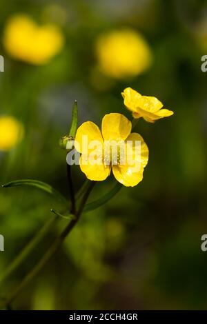 Nahaufnahme von gelben Wildblumen-Butterblume Sumpfmarschwurm mit grünem Stiel Und grünem Hintergrund Stockfoto