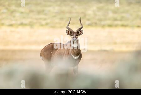 Nahaufnahme eines Berges Nyala (Tragelaphus buxtoni) im Grasland, Äthiopien. Stockfoto