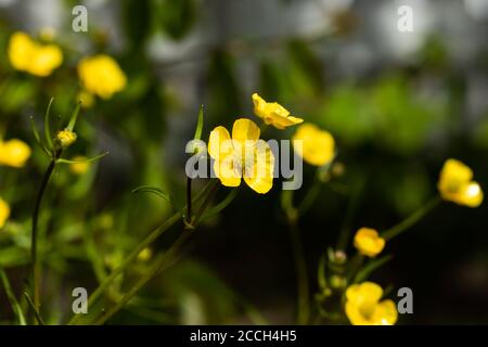 Nahaufnahme von gelben Wildblumen-Butterblume Sumpfmarschwurm mit grünem Stiel Und grünem Hintergrund Stockfoto
