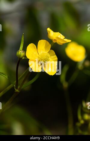 Nahaufnahme von gelben Wildblumen-Butterblume Sumpfmarschwurm mit grünem Stiel Und grünem Hintergrund Stockfoto