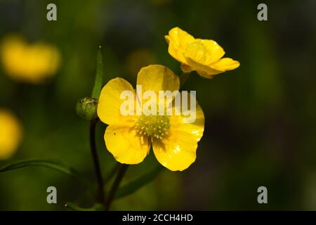 Nahaufnahme von gelben Wildblumen-Butterblume Sumpfmarschwurm mit grünem Stiel Und grünem Hintergrund Stockfoto