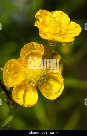 Nahaufnahme der gelben Wildblume Butterblume Sumpf Sumpf mit Regentropfen an Grüner Hintergrund Stockfoto