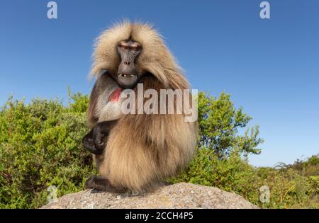 Nahaufnahme eines männlichen Gelada-Affen (Theropithecus gelada), der auf einem Felsen gegen blauen Himmel sitzt, Simien-Berge, Äthiopien. Stockfoto