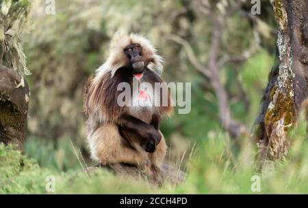 Nahaufnahme des männlichen Gelada-Affen (Theropithecus gelada) im Gras sitzend mit Bäumen im Hintergrund, Simien Berge, Äthiopien. Stockfoto