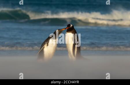 Nahaufnahme eines Gentoo-Pinguins, der Küken an einem Sandstrand auf den Falkland-Inseln füttert. Stockfoto