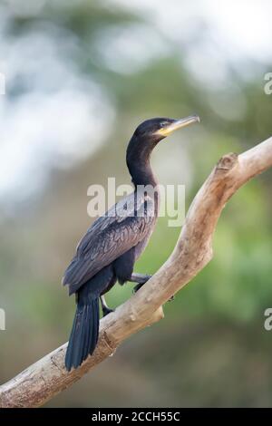 Nahaufnahme eines Neotropen Kormorans (Phalacrocorax brasilianus) auf einem Ast, Süd-Pantanal, Brasilien. Stockfoto