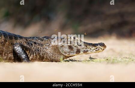 Nahaufnahme eines Yacare caiman (Caiman yacare) liegt auf einem sandigen Flussufer im Sommer, South Pantanal, Brasilien. Stockfoto