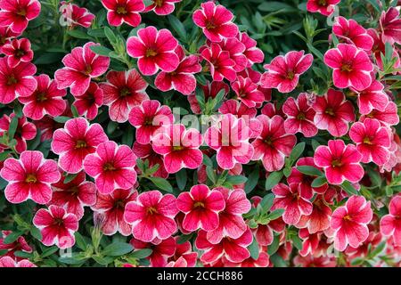 Calibrachoa oder Bell flower, Blume von einem gepflegten Millionen Bell, Calibrachoa x Hybrid Stockfoto