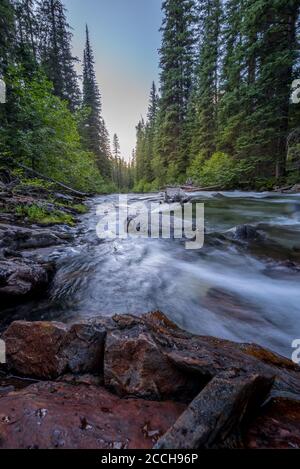 Wild Mountain Fliegenfischen Fluss fließt durch einen dichten, grünen, Pinienwald bei Sonnenuntergang im Osten von Oregon. Lostine River. Vertikale Ansicht. Stockfoto