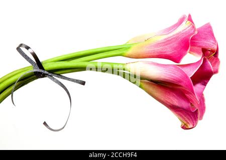 Weiche rote Calla Blumen isoliert auf weißem Hintergrund. Rosa Calla Lilien mit kleiner eleganter Schleife. Stockfoto