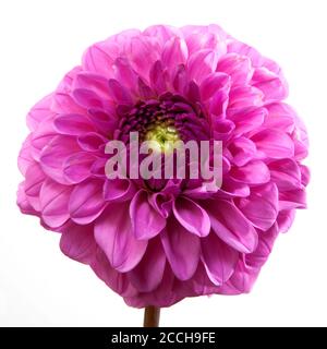Dahlia Blume isoliert auf weißem Hintergrund. Arty, leuchtend rote Blüte Stockfoto