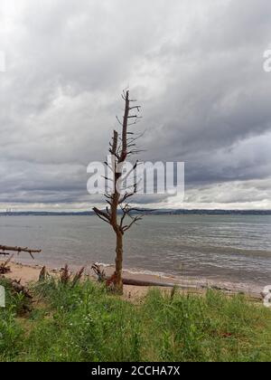 Ein Kiefernstumpf aus toten Schotten steht aufrecht an einem kleinen Sandstrand auf der Südseite der Tay-Mündung in der Nähe von Tayport, auf dem Fife Coastal Walk. Stockfoto