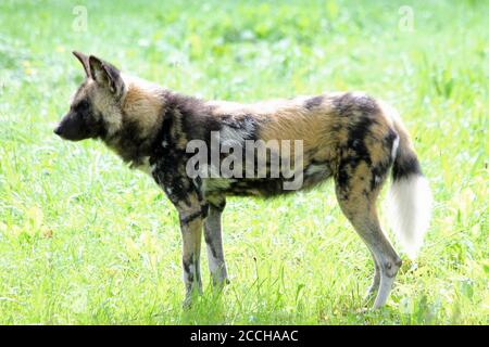 Afrikanischer Wildhund Stockfoto