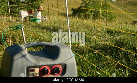 Elektrische Geräte versorgen den gelben Weidezaun mit Strom, mehrere Ziegen auf einer grünen Wiese. Stockfoto