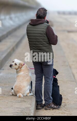 Ein Mann mit zwei Labradoren, der mit seinen Hunden am Wasserrand steht. Ein goldener Retriever und ein schwarzer labrador. Stockfoto