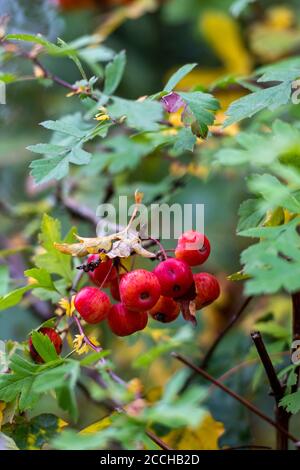 Rote Eberesche oder Weißdornbeeren im Herbst wechselnde Farben und Blätter. Stockfoto