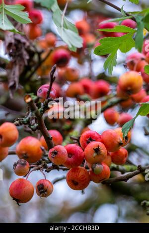 Rote Eberesche oder Weißdornbeeren im Herbst wechselnde Farben und Blätter. Stockfoto