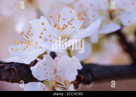 Pflaume Coccoloba diversifolia Baum blüht Stockfoto