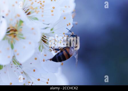 Honigbiene bestäubende Pflaumenbaum (Coccoloba diversifolia) Baum blüht Stockfoto