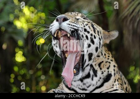 Jaguar (Panthera onca) gähnend Stockfoto