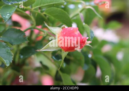 rosa Teerosen nach einem leichten Regenschauer in Umbrien, Italien Stockfoto