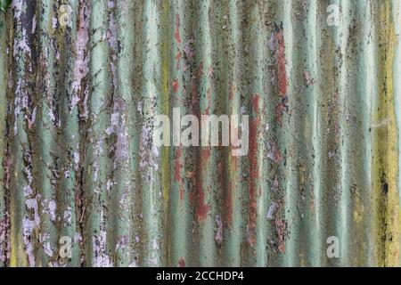 Verblasste orange & teal Farben von abblätternder Farbe und rostende Wellblechgartenschuppen mit Spuren von alten Ivy Wurzelnetz. Schöne alte Lackstruktur. Stockfoto